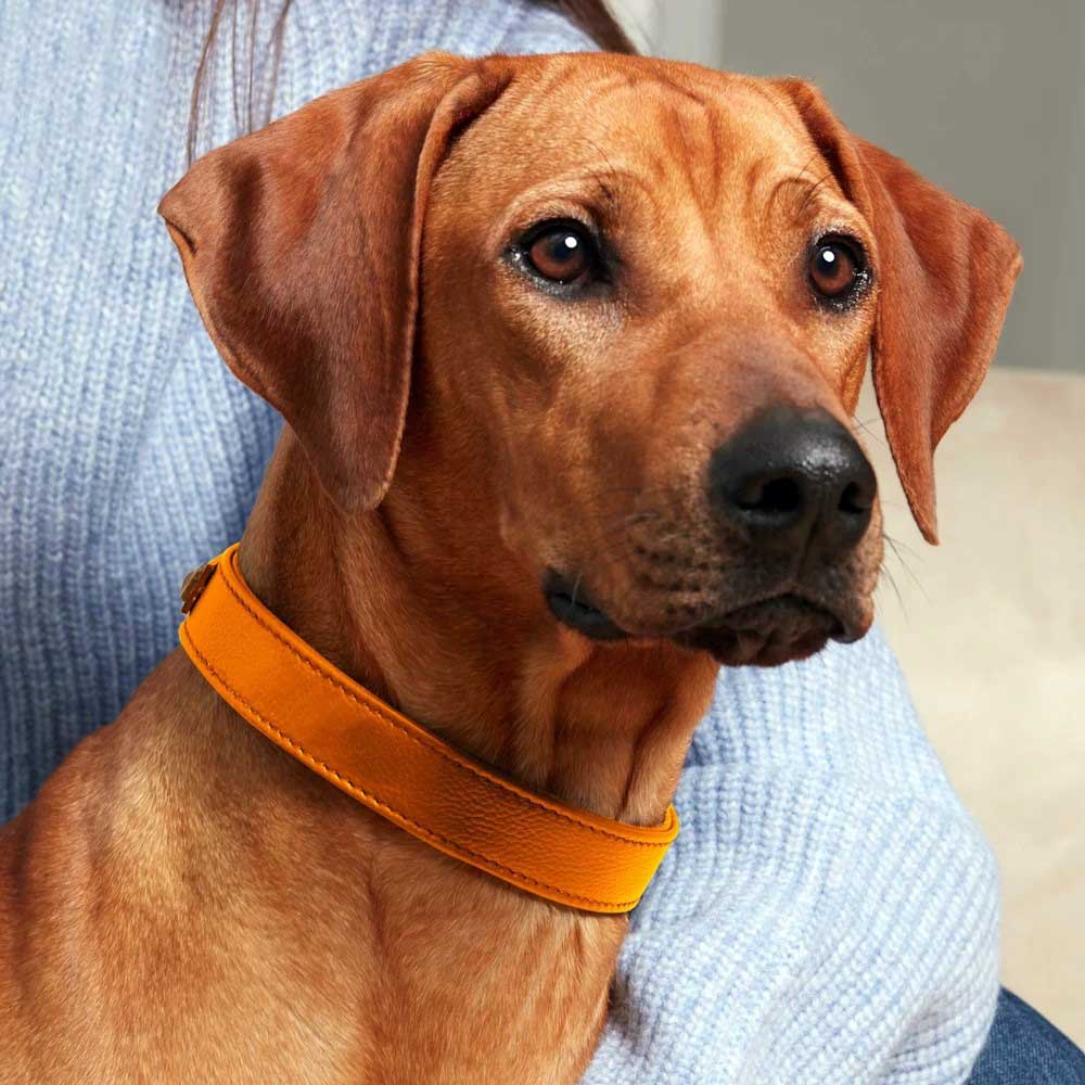 Petsochic Leather Dog Collar Orange Larg