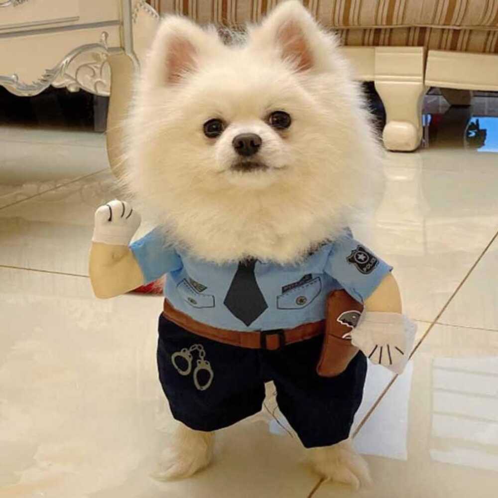 Wiggles Halloween Pet Cloth Policeman L